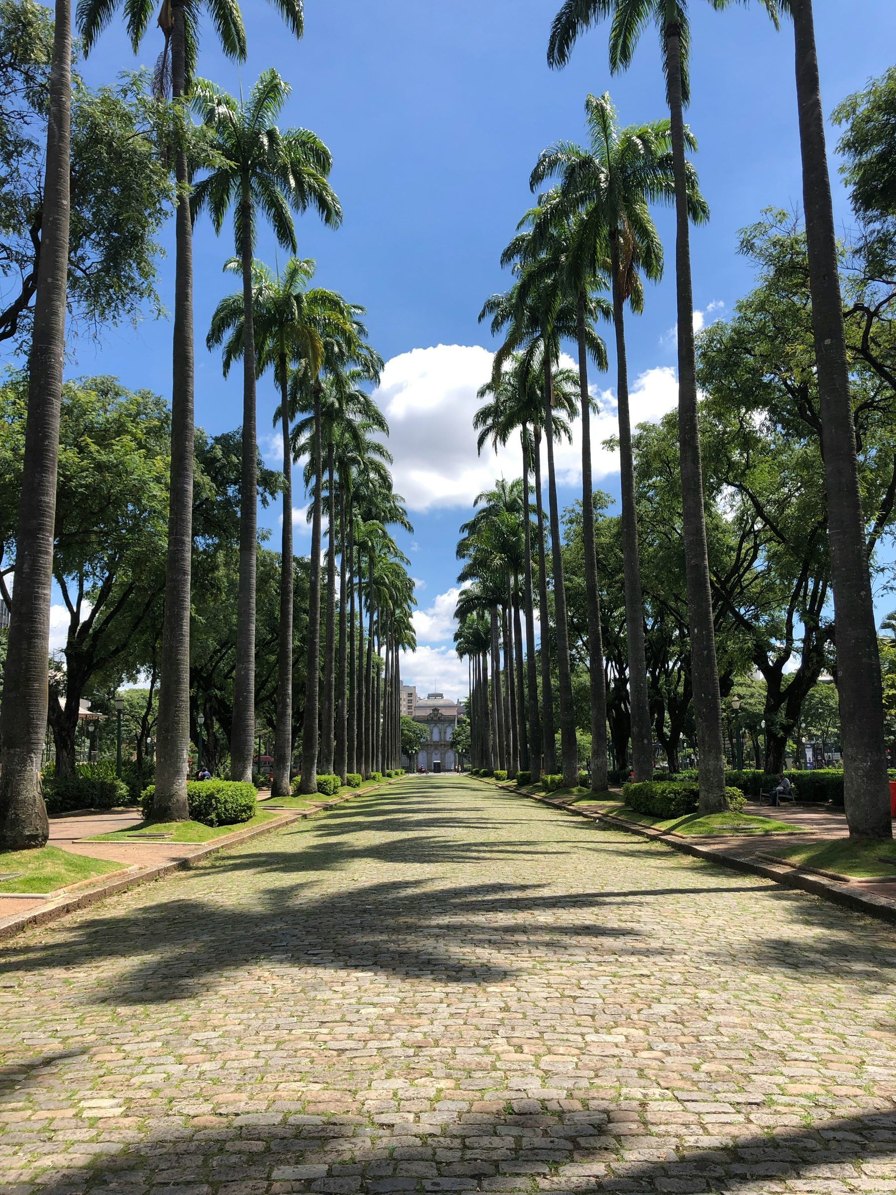Alameda de palmeiras na Praça da Liberdade, em Belo Horizonte.